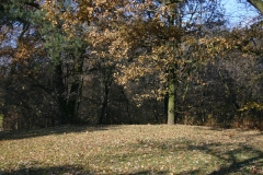 zdj_026