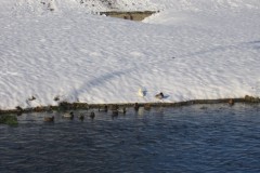 IMG_2223