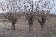 DSC07205