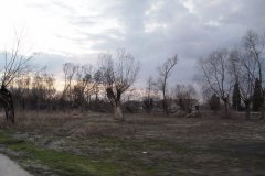 DSC07211