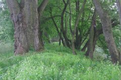 IMG_2947
