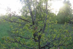 2006.05.19 Wygon