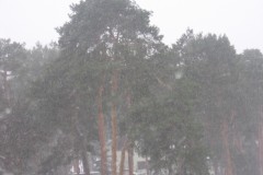 IMG_6317