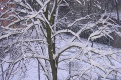 IMG_6319