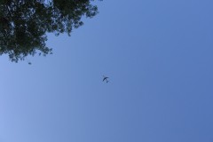 IMG_7109