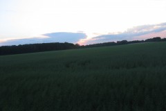 IMG_7117