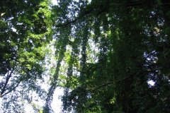 IMG_0175