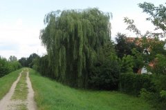 IMG_2259