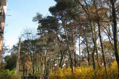 2010.10.31 Grapa