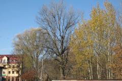 IMG_4541