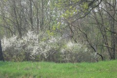 IMG_5516