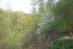 IMG_5518