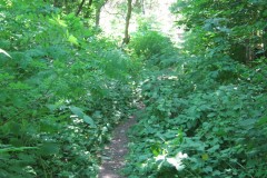 IMG_0257