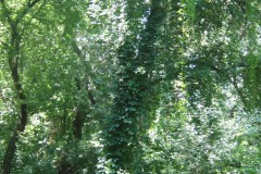 IMG_0258