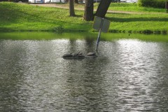 2011.06.28 Grapa