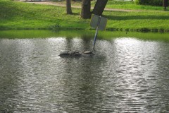 IMG_0407