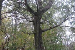 IMG_1850
