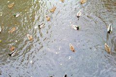 20111101778