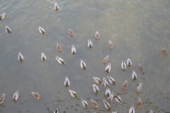 IMG_2700