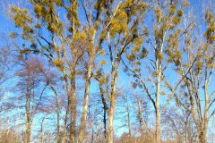20120303957