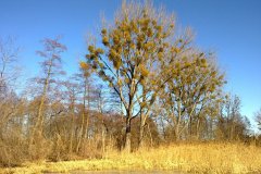 20120303959