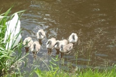 2012.05.21 Łabędziątka na św. Janie