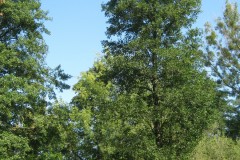 IMG_3561