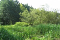 IMG_3619