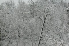 IMG_0386