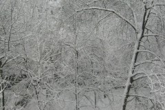 IMG_0388