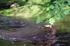 IMG_0593