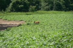 2013.06.15 Sarna w rezerwacie Łęgi Oborskie