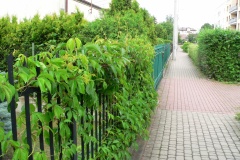 Polna_017
