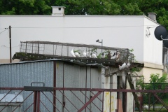 Polna_020