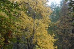 SAM_0671
