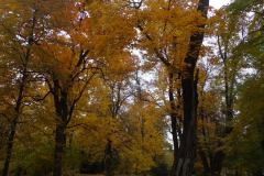 SAM_0678