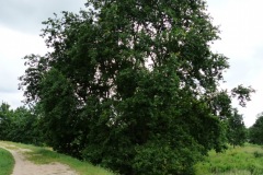 P1050479