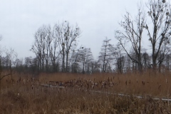 2015.02.28 Bagna w Parku