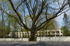2015.04.25 Dąb - pomnik przyrody przy ul. Sobieskiego