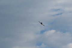 P1110319