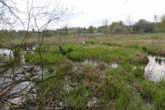 2016.04.17 Rozlewiska nad Jeziorką
