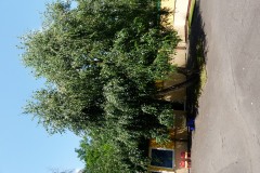 P1160921