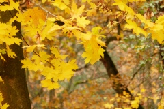 P1180197