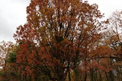 P1180239