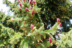 2017.05.13 Drzewo