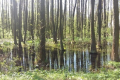 2018.04.22 Rezerwat Łęgi Oborskie