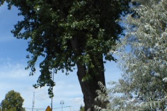 P1220300