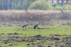 2026.04.10 Żurawie na łęgach