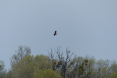 2026.04.14 Błotniaki na łęgach