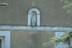 kapliczki_103